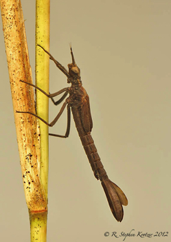 Hetaerina americana, nymph